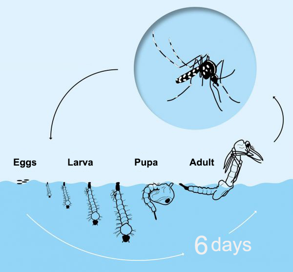 mosquitoes_life_cycle